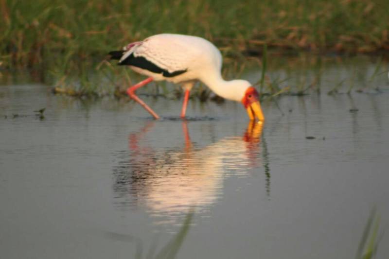 The ultimate 5 Days Tanzania Safari