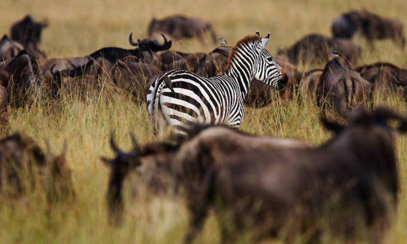 The ultimate 5 Days Tanzania Safari