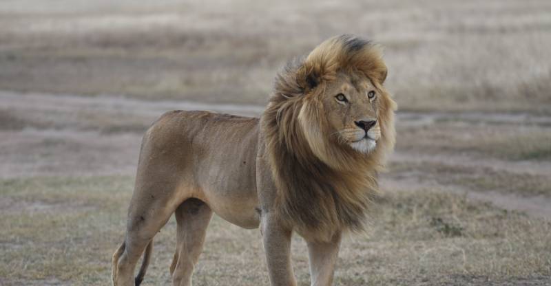 The ultimate 5 Days Tanzania Safari