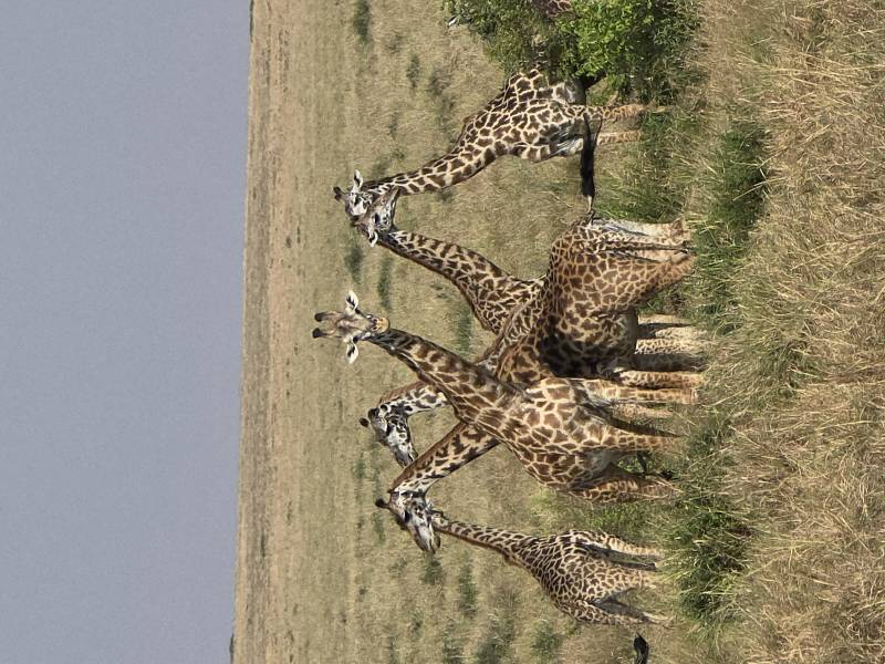 4 Days Lake Nakuru/Masai Mara 4x4 Budget Private Safari