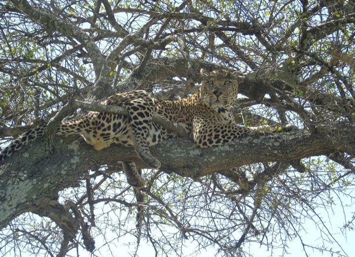 4 Days Lake Nakuru/Masai Mara 4x4 Budget Private Safari