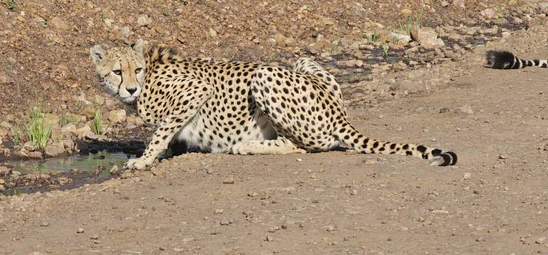 4 Days Lake Nakuru/Masai Mara 4x4 Budget Private Safari