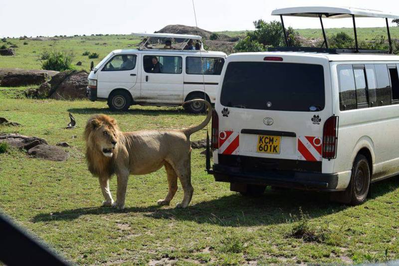 2Nights 3Days Masai Mara Tour Van Private Safari
