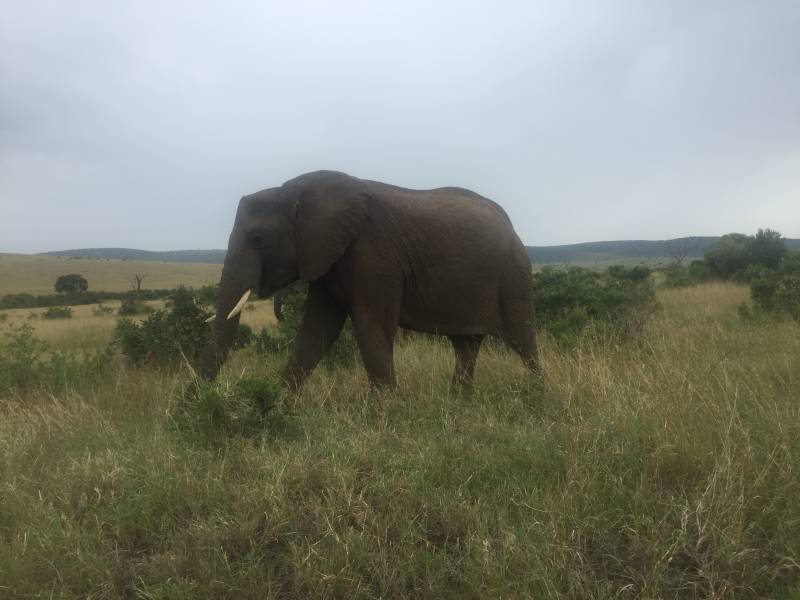 2Nights 3Days Masai Mara Tour Van Private Safari