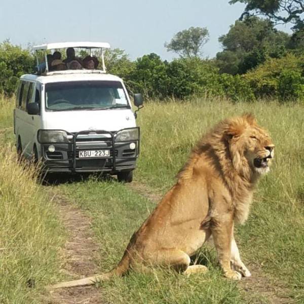 2Nights 3Days Masai Mara Tour Van Private Safari