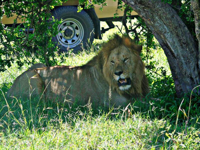 2Nights 3Days Masai Mara Tour Van Private Safari