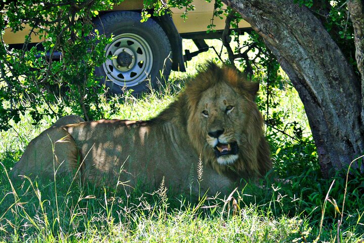 2Nights 3Days Masai Mara Tour Van Private Safari