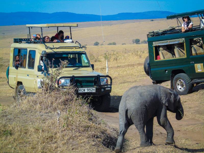 4 Days Lake Nakuru/Masai Mara 4x4 Budget Private Safari