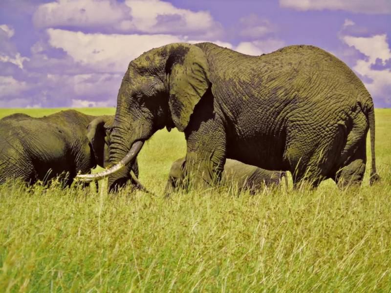 4 Days Lake Nakuru/Masai Mara 4x4 Budget Private Safari