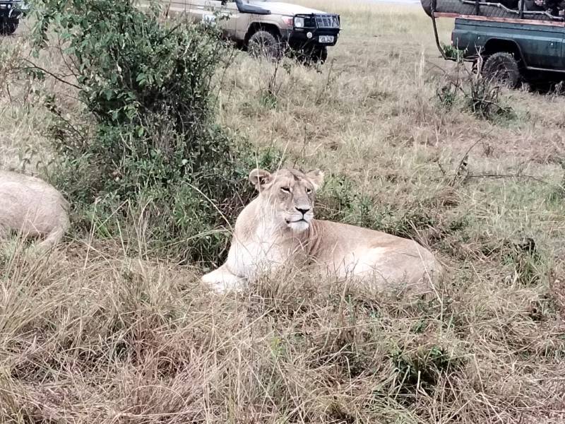 5 Day Tsavo Safari And Beach Holiday