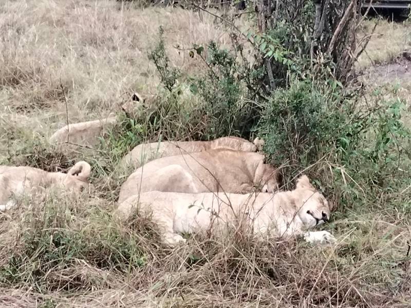 5 Day Tsavo Safari and Beach Holiday