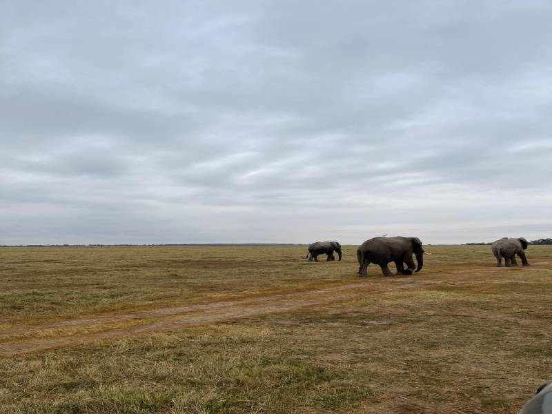 5 Day Tsavo Safari and Beach Holiday