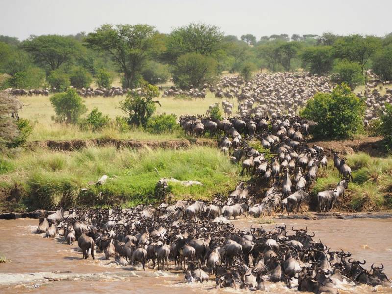 Mid-Range Serengeti Wildebeests Migration Tour
