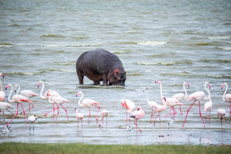 Magic Experience Tarangire - Ngorongoro - Lake Manyara Tour