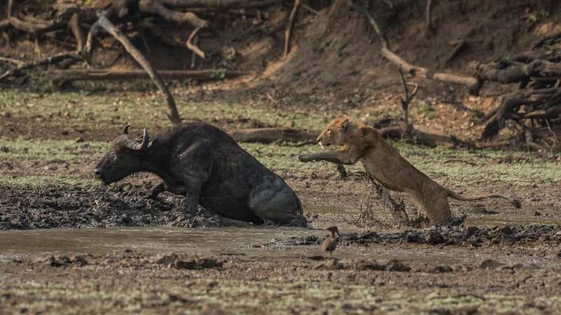 2 Nights 3 Days Tsavo National Park Tour