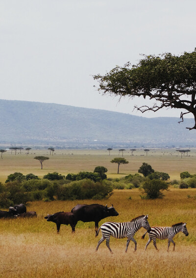 Elephants To Big Cats Safari