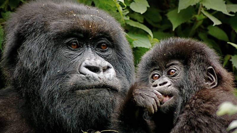 Rwanda Gorilla Safari Tour