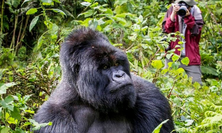 Uganda Gorilla Safari Tour