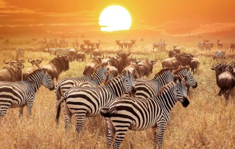 3 DAYS 2 NIGHTS MAASAI MARA SAFARI