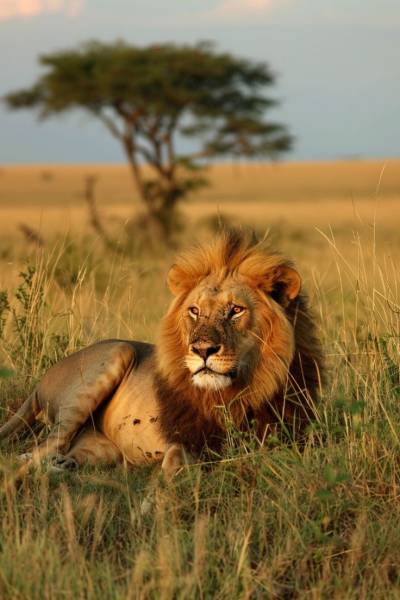 3-Day Masai Mara Migration Budget Safari