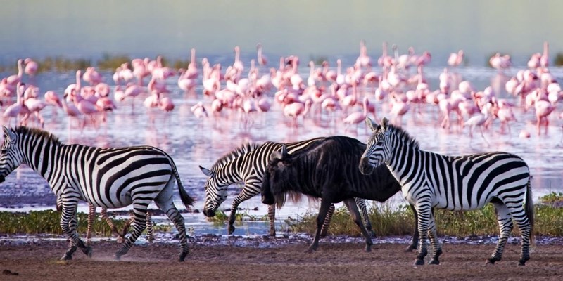 3-Day Masai Mara & Lake Nakuru National Park Safari