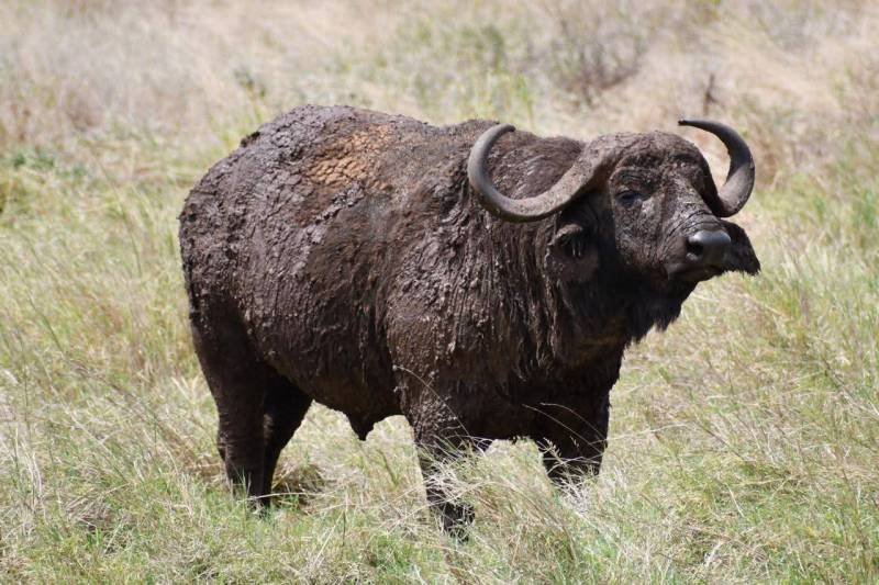 3 Nights 4 Days Maasai Mara Narok