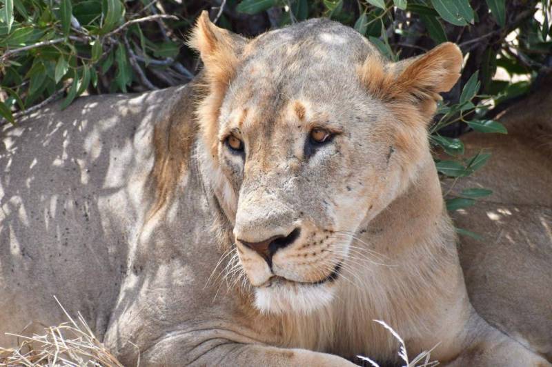 3 Nights 4 Days Maasai Mara Narok