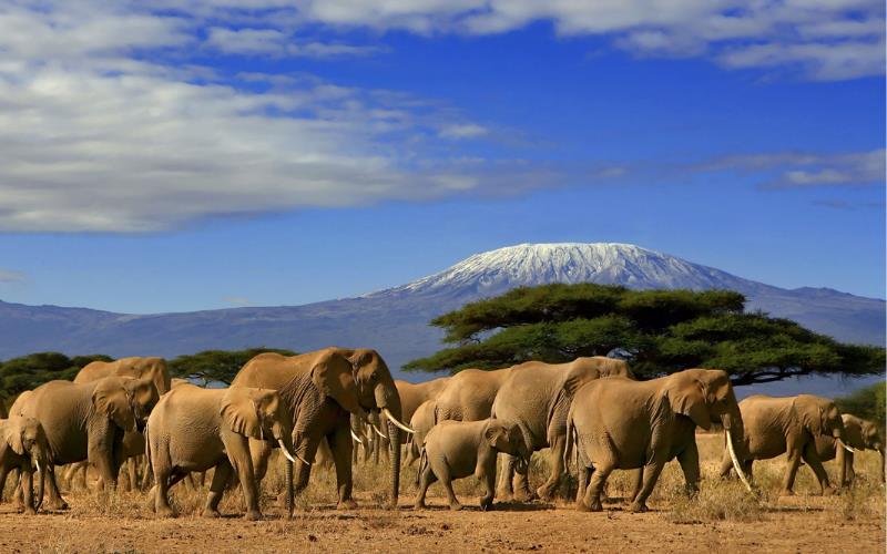 Nairobi Safaris - 3 Days Amboseli African Wildlife Safari Image