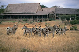 3 Days 2 Nights Maasai Mara Group Joining Budget Safari With Landcruiser Image