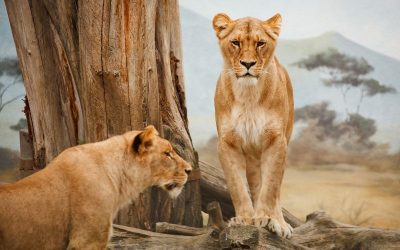 2 Days Maasai Mara Road Safari Tour From Nairobi