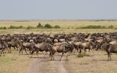 4 Days Masai Mara And Lake Nakuru Kenya Safari Tour