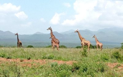 Nairobi Kenya Safaris 5D Aberdares - Mount Kenya - Lake Nakuru And Maasai Mara Tour