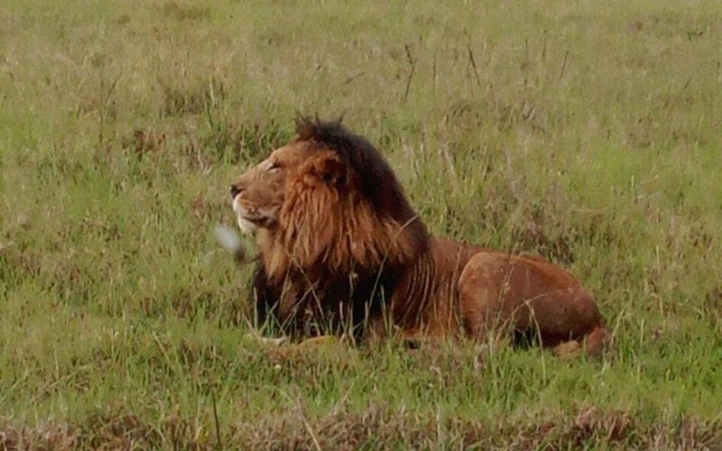 5 Days Lake Nakuru - Lake Naivasha And Masai Mara Kenya Safari Tour