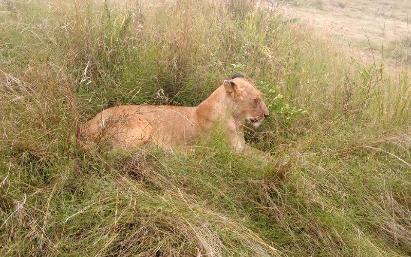 7 Days Masai Mara - Lake Nakuru And Samburu Safari Tour From Nairobi Image