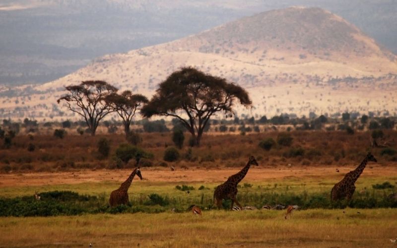 2 Days 1 Night African Wildlife Safari To Kenya’s Amboseli National Park Tour Image