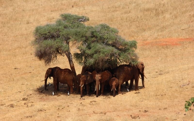 3 Days Tsavo East And Amboseli - African Wildlife Safari From Mombasa Image