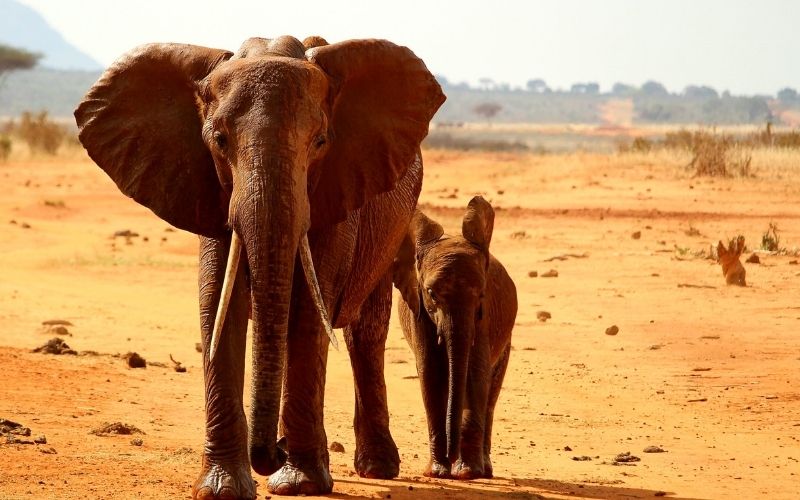 4D Mombasa Safari To Tsavo West - Amboseli And Tsavo East - Wildlife Watching Safari In Kenya Image