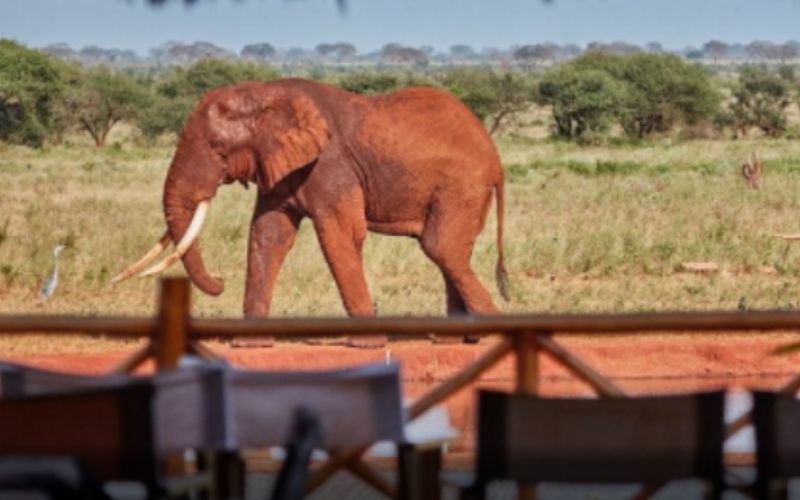 2 Days Mombasa Safari To Ngutuni Game Sanctuary - Wildlife Safaris In Africa Image