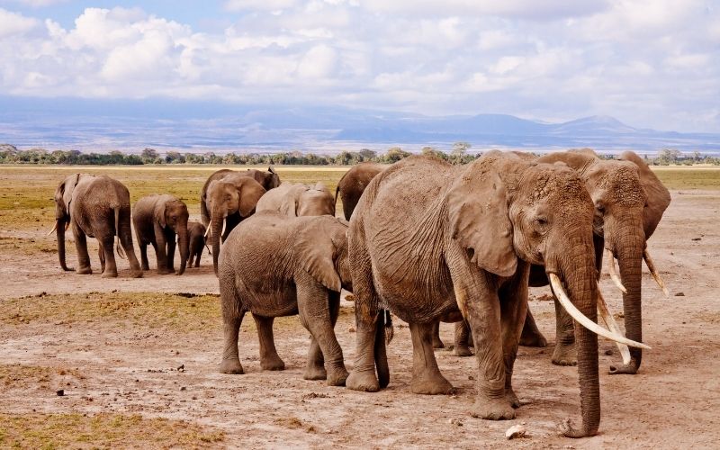 5D Mombasa Safaris To Tsavo East - Amboseli - Tsavo West And Taita Hills Saltlick Image