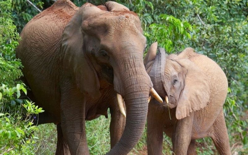 7D Shimba Hills-Tsavo East-Saltlick-Amboseli And Tsavo West - African Wildlife Safari From Mombasa Image