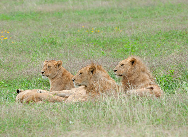 6-day Highlights of Tanzania Mid-range Safari