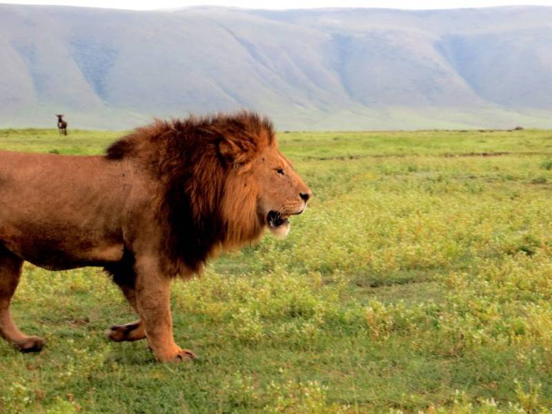 6-day Highlights Of Tanzania Mid-range Safari