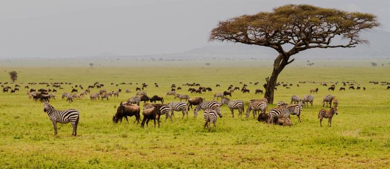 4-Day Ndutu Migration Safari Calving Season
