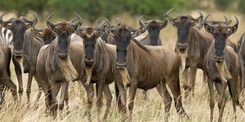 4-Day Ndutu Migration Safari Calving Season