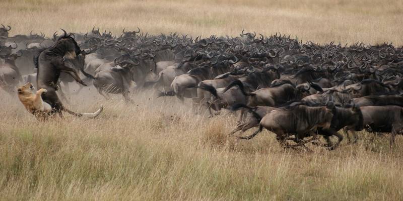 4-Day Ndutu Migration Safari Calving Season