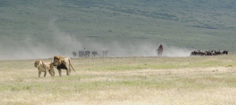 4-Day Ndutu Migration Safari Calving Season