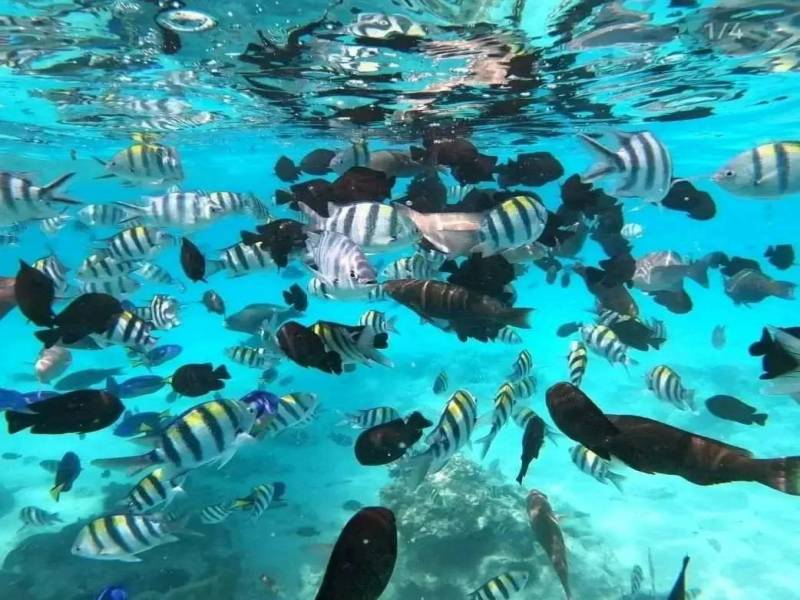 Dolphins Spot and Snorkeling Trip to Mnemba Island