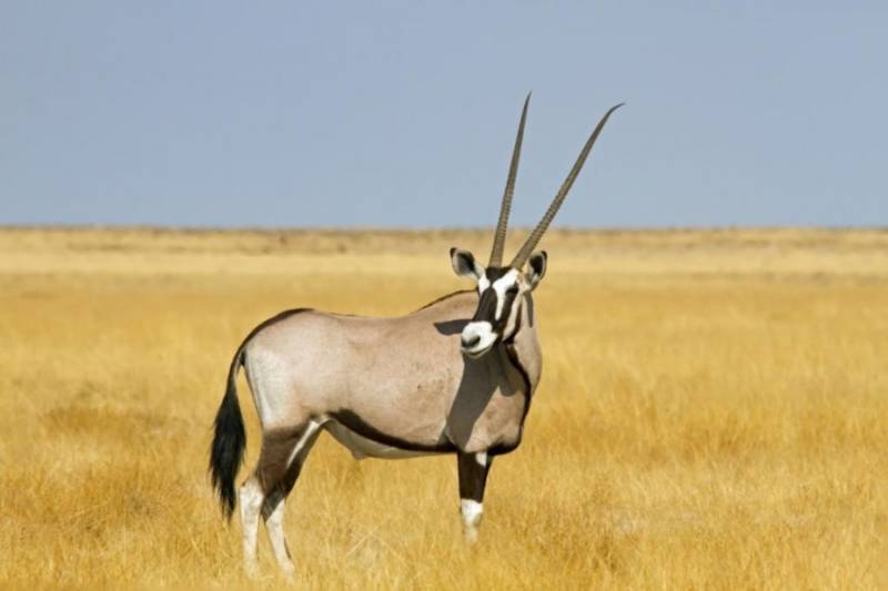 Safari Oryx 5-Day Adventure Tour