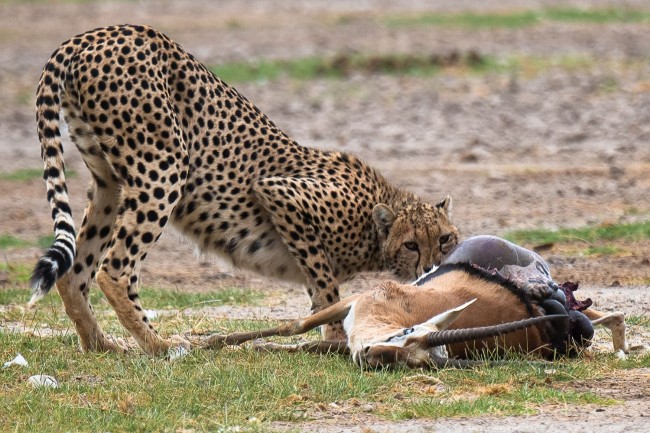 Jirani Connection Safari