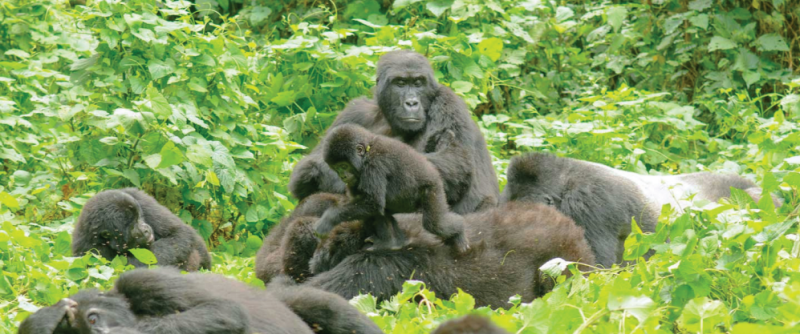 3 Day Gorilla Tracking Rwanda Tour Image